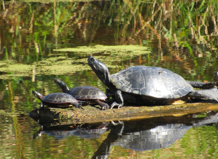 Midland Painted Turtles